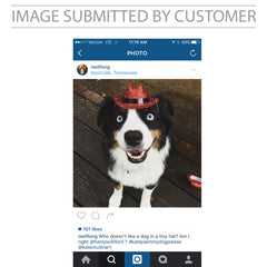 Beauty Dog Custom Pinata