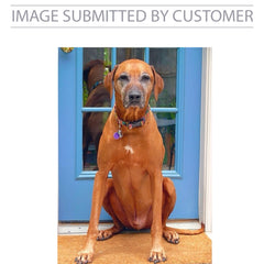 Brown Dog Custom Pinata